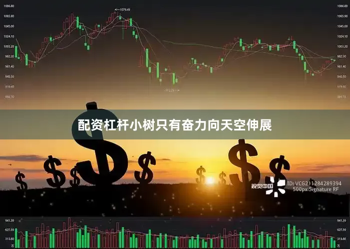配资杠杆小树只有奋力向天空伸展